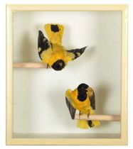 Taxidermy: Two Cased Indian Black-Hooded Orioles (Oriolus xanthornus), circa mid-20th century, a