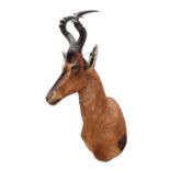 Taxidermy: Cape Red Hartebeest (Alcelaphus caama), circa 21st century, by Karl Human, Taxidermy,