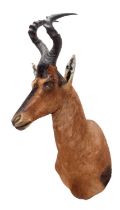 Taxidermy: Cape Red Hartebeest (Alcelaphus caama), circa 21st century, by Karl Human, Taxidermy,