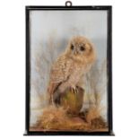 Taxidermy: A Late Victorian Cased Tawny Owl Chick (Strix aluco), by William Bazeley, Taxidermist,