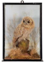 Taxidermy: A Late Victorian Cased Tawny Owl Chick (Strix aluco), by William Bazeley, Taxidermist,