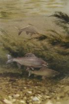 Rodger McPhail (b.1953) "Grayling Underwater" Signed, watercolour, 45.5cm by 31cm Provenance: The