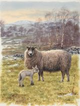 Rodger McPhail (b.1953) "Ewe and Lamb" Signed, watercolour heightened with white, 36.5cm by 27.5cm