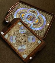Two Mahogany Framed Butterfly Wing Trays Smaller tray - Large section of perishing to one side.