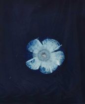 Alexander Hamilton (b.1950) "Peace Rose" Cyanotype, together with a further cyanotype by the