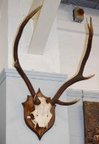 Antlers/Horns: Two Sets of European Red Deer Antlers, on shields (2)