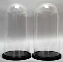 Glass Domes: A Pair of Circular Glass Domes, modern, a pair of circular glass domes upon ebonised