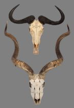 Horns/Skulls: A Set of Cape Greater Kudu & Western White-bearded Wildebeest Horns, circa 1972, a set