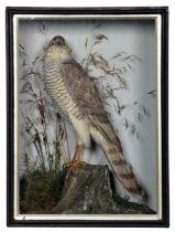 Taxidermy: A Late Victorian Cased European Sparrowhawk (Accipiter nisus), circa 1880-1900, by E.