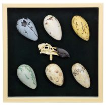 Natural History: A Collection of Replica Great Auk Eggs & Skull, modern, a group of six various hand