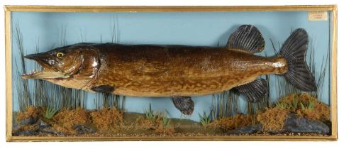 Taxidermy: A Cased Northern Pike (Esox lucius), dated 1980, by J. Case, Taxidermy, St Neots, a large