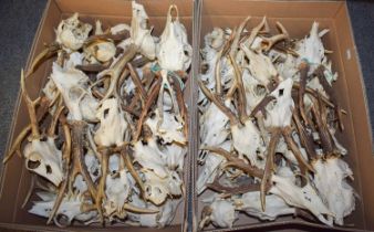 Antlers/Horns: A Large Collection of Roebuck Antlers (Capreolus capreolus), one hundred and five