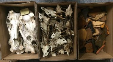 Antlers/Horns: A Collection of Roebuck Antlers & Red Deer Skulls, fifty sets of adult Roebuck