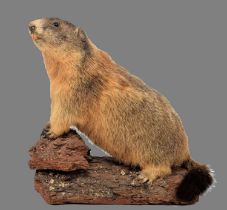 Taxidermy: Alpine Marmot (Marmotta marmotta), circa late 20th century, a full mount adult with