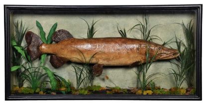 Taxidermy: A Cased Northern Pike (Esox lucius), circa early 20th century, a large antique skin mount