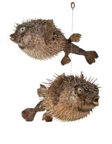 Taxidermy: A Pair of Porcupine Puffer Fish, modern, a pair of large fully inflated Porcupine