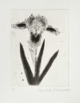 Dame Elizabeth Violet Blackadder DBE, RA, RSA (1931-2021) Scottish "Black Iris" Signed and inscribed