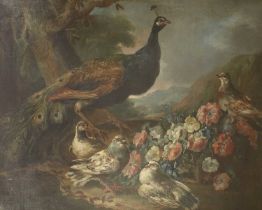 Follower of Giovanni Crivelli (1690-1760) Italian Standing Peacock and other birds with a garland of