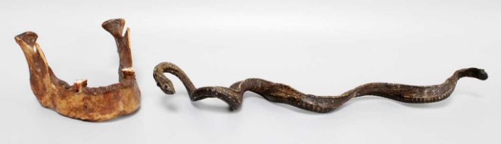 A Taxidermy Snake, 33cm coiled; together with a human lower jaw bone with two molars (2)