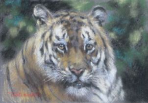 Joel Kirk (b.1948) Head study of a tiger Signed, pastel, 12.5cm by 17.5cm