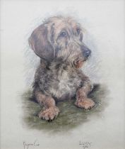 ~ Margorie Cox (1915-2003) ''Lucy'' study of a dachshund at rest Signed, inscribed and dated 1982,