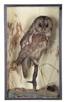 Taxidermy: A Late Victorian Cased Tawny Owl (Strix aluco), circa 1880-1900, a full mount adult