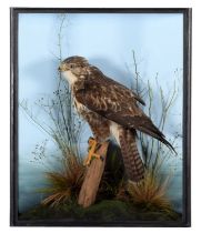 Taxidermy; A Cased Common Buzzard (Buteo buteo), dated 2023, a high quality full mount adult with
