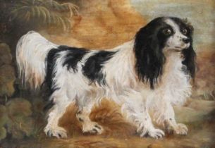 ~ British School (18th/19th Century) Study of a black and white spaniel in a landscape Oil on