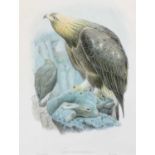 After John Gould FRS (1804-1881) A group of seven ornithological studies from John Gould's "Birds of