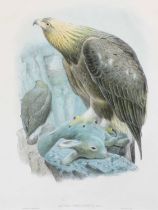 After John Gould FRS (1804-1881) A group of seven ornithological studies from John Gould's "Birds of