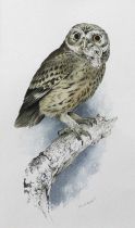 Richard Ward (b.1944) Irish "Little Owl" Signed and dated (19)77, watercolour, 32cm by 19cm