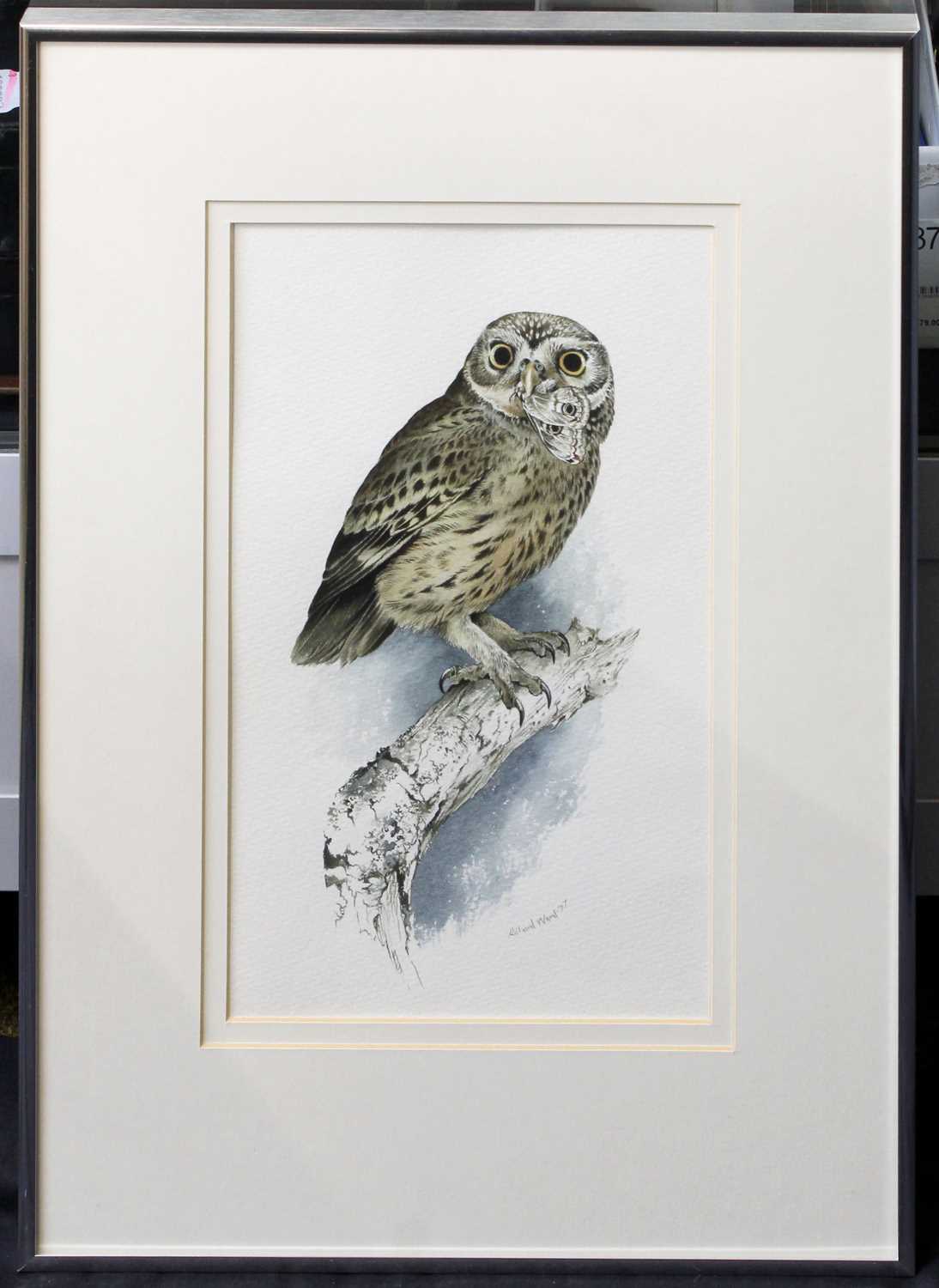 Richard Ward (b.1944) Irish "Little Owl" Signed and dated (19)77, watercolour, 32cm by 19cm - Image 2 of 2
