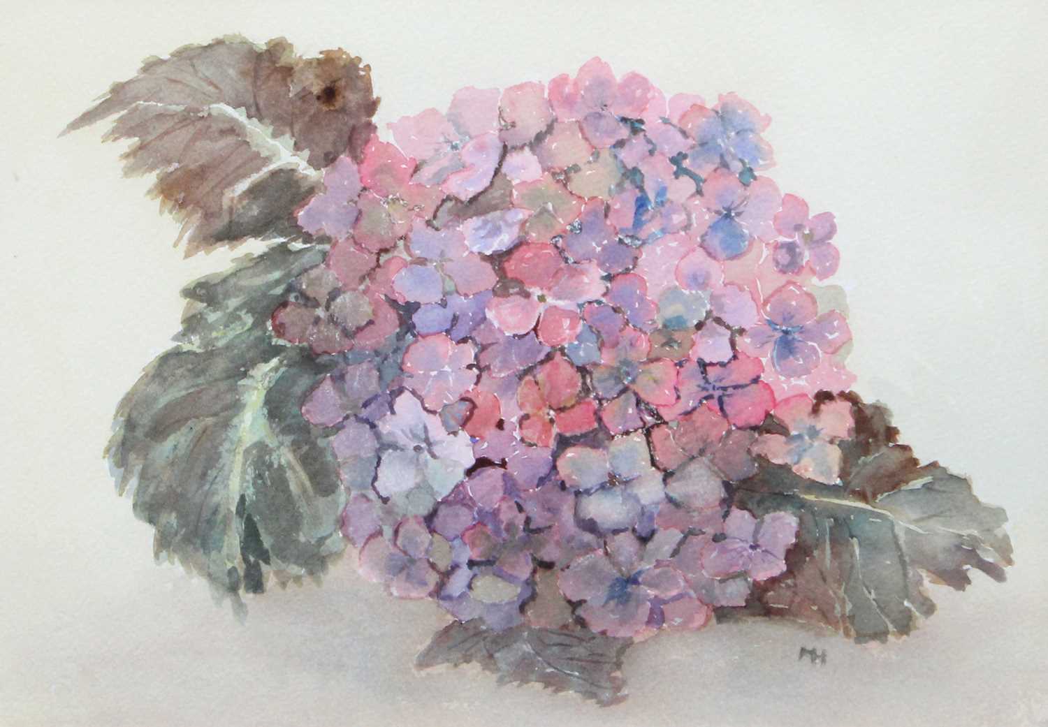 British School (20th century) Still life of hydrangea Initialled MH, watercolour, together with