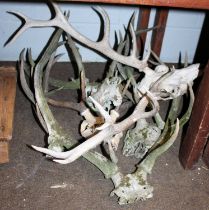 A Small Quantity of Antlers and Skulls, together with a shooting stick, assorted fire tools, curtain