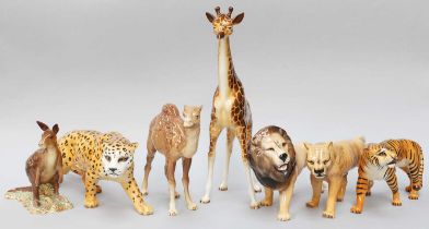 Beswick Wild Animals, comprising a Lion, Lioness, Tiger, Leopard, Giraffe, Kangeroo and Camel (7)