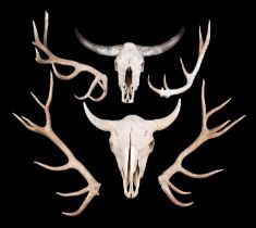 Antlers/Horns: A North American Buffalo Skull, Steer Skull & Red Deer Antlers, an adult Buffalo