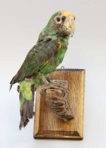 Taxidermy: A Cape Parrot (Poicephalus robustus), circa mid-late 20th century, a full mount