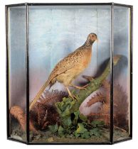 Taxidermy: A Cased Hen Pheasant (Phasianus colchicus), circa early-mid 20th century, a full mount