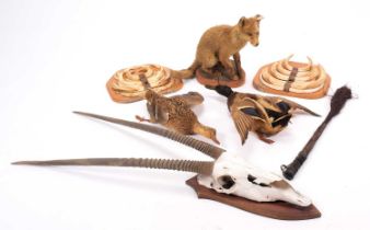 Taxidermy: A Red Fox Cub, Warthog Tusks, Gemsbok Oryx Horns, Mallard Ducks, & Buffalo Tail Fly Swat,