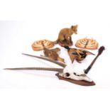 Taxidermy: A Red Fox Cub, Warthog Tusks, Gemsbok Oryx Horns, Mallard Ducks, & Buffalo Tail Fly Swat,