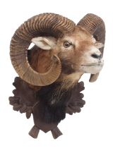 Taxidermy: European Mouflon (Ovis aries musimon), modern, a good quality adult male shoulder mount