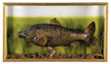 Taxidermy: A Cased Early 20th Century Mirror Carp (Cyprinus carpio carpio), a large skin mount