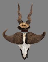 Horns/Skulls: A Set of Cape Buffalo & Eland Horns, circa late 20th century, a large set of adult