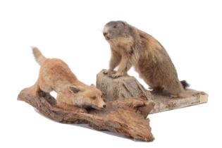 Taxidermy: A European Marmot & Red Fox Cub, circa late 20th century, a full mount adult Marmot stood