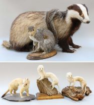 Taxidermy: A Group of European Countryside Animals, late 20th century, to include - a full mount