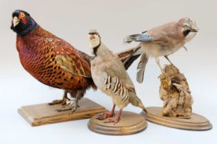 Taxidermy: A Group of European Counrtyside Birds, late 20th century, to include - a Ring-necked