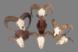 Antlers/Horns: European Mouflon (Ovis aries musimon), late 20th century, six sets of various aged