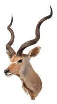 Taxidermy: Cape Greater Kudu (Strepsiceros strepsiceros), circa late 20th century, South Africa,