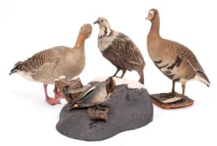 Taxidermy: A Group of Game Birds, to include - a full mount late Victorian adult Himalayan Snowcock,