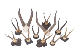 Antlers/Horns: A Collection of European & African Game Trophy Horns & Antlers, circa early 20th